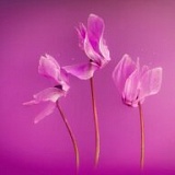 Трейл открытия весны 